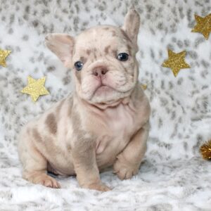 Introducing SIMBA: Our Handsome Isabella Merle male