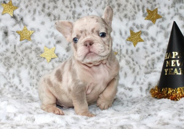 Introducing SIMBA: Our Handsome Isabella Merle male