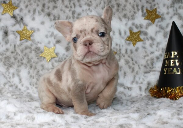 Introducing SIMBA: Our Handsome Isabella Merle male