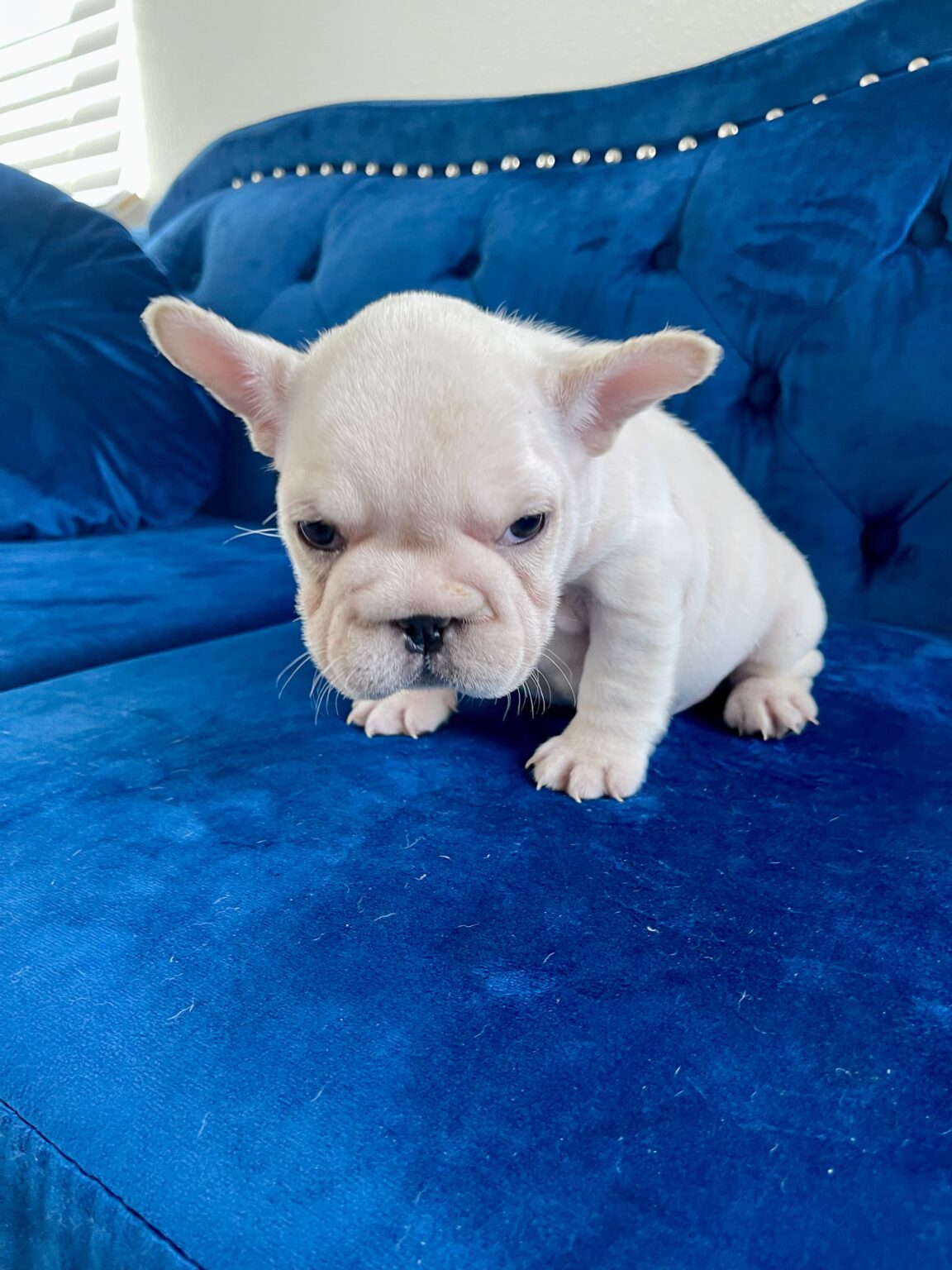 CASPER Celebritypupz