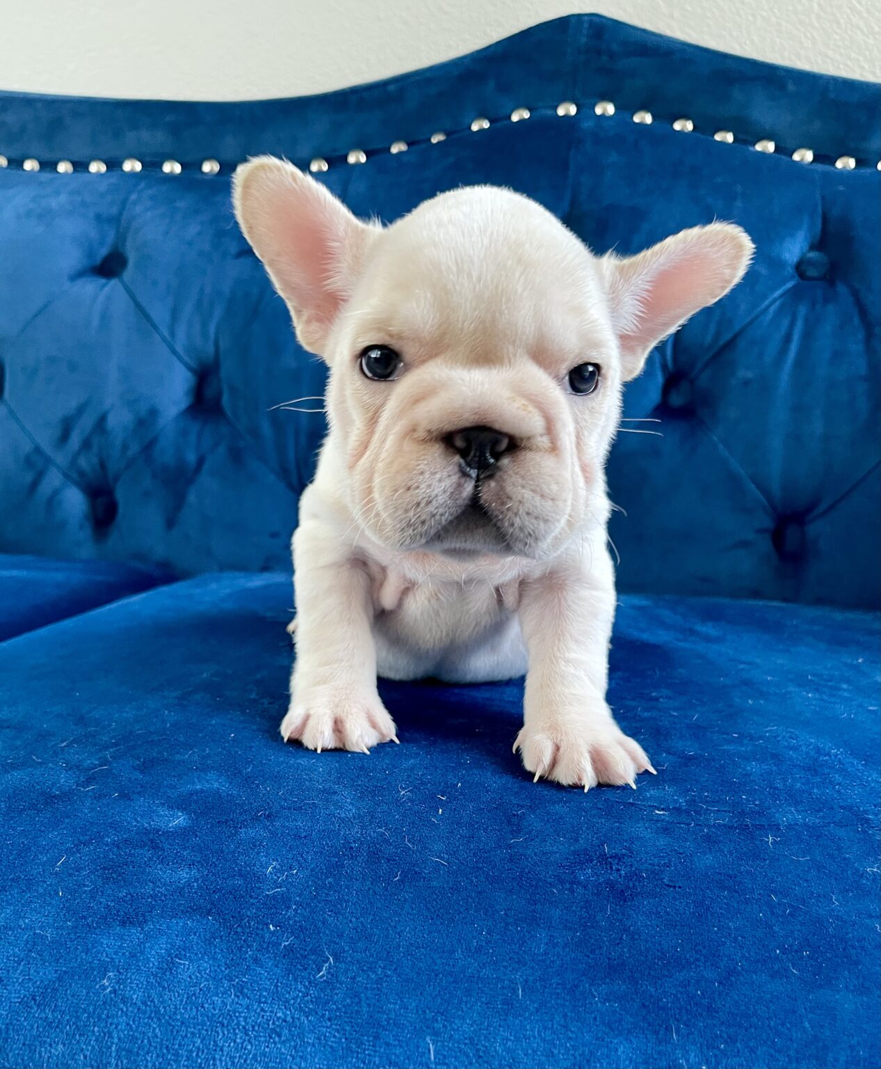 French Bulldog Dog With Huge Ears Short Dog With Pointy Ears Dog