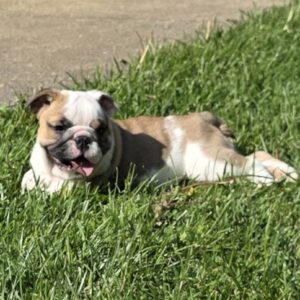 ZOEY  is our adorable Fawn Tri English Bulldog