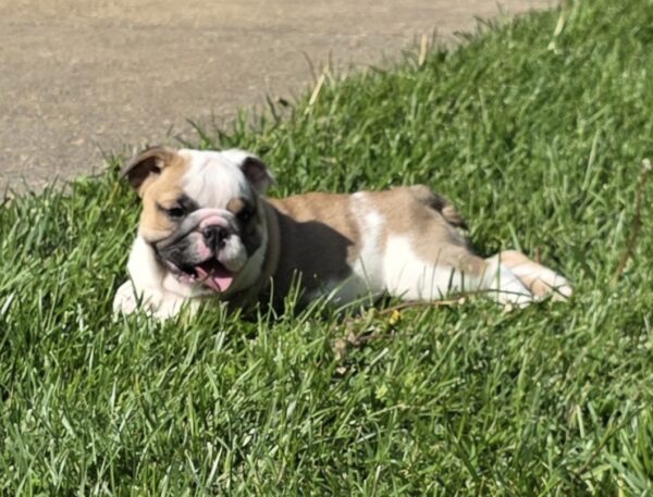 ZOEY  is our adorable Fawn Tri English Bulldog