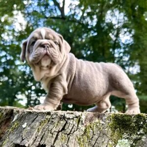 JAWS is our AMAZING LILAC TAN TRI male English Bulldog. This guy is truly one of a kind!