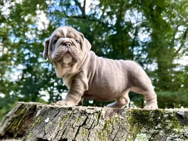 JAWS is our AMAZING LILAC TAN TRI male English Bulldog. This guy is truly one of a kind!