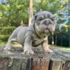 LUCKY is one of our Distinguished, Handsome Lilac Tan Tri  English Bulldog males.