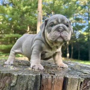 LUCKY is one of our Distinguished, Handsome Lilac Tan Tri  English Bulldog males.