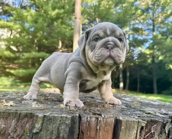LUCKY is one of our Distinguished, Handsome Lilac Tan Tri  English Bulldog males.