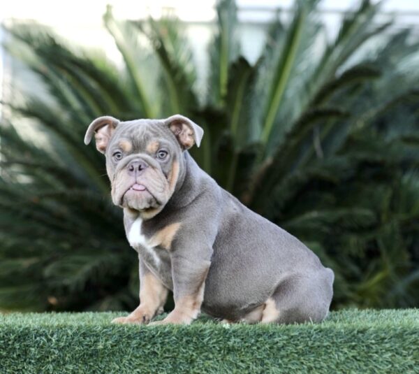 FIONA is our Gorgeous Full Suited Lilac Tri Micro English Bulldog