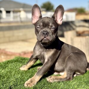 LOKI
