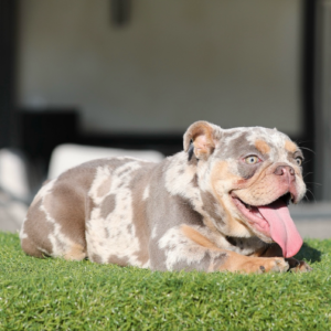 IGGY: Our Adorable Lilac Tri Merle MICRO 