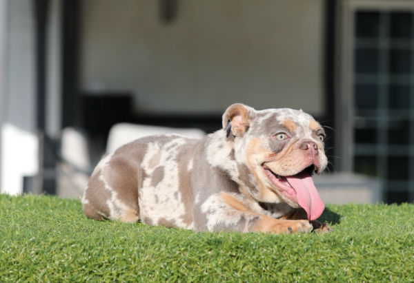 IGGY: Our Adorable Lilac Tri Merle MICRO 