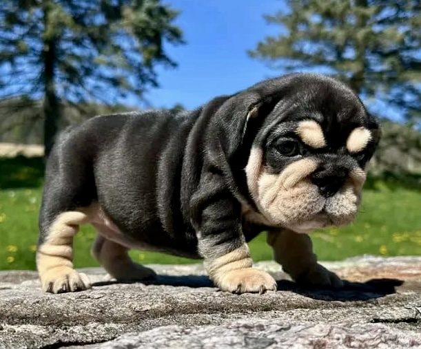 MONSTER