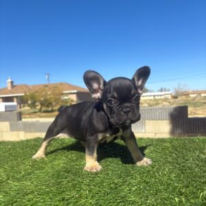 PEANUT