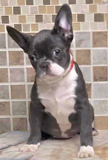 MINNIE is our Stunning Blue and Platinum female carrying PINK!