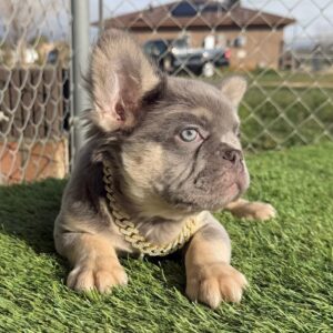 ROCKY is our handsome LILAC and TAN fluffy boy