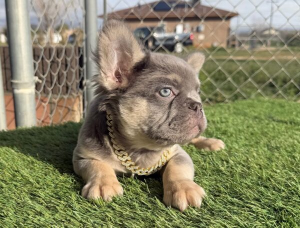 ROCKY is our handsome LILAC and TAN fluffy boy