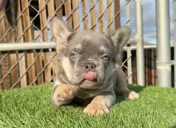 LILAC and TAN fluffy boy