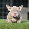 lilac tan tri American Bully