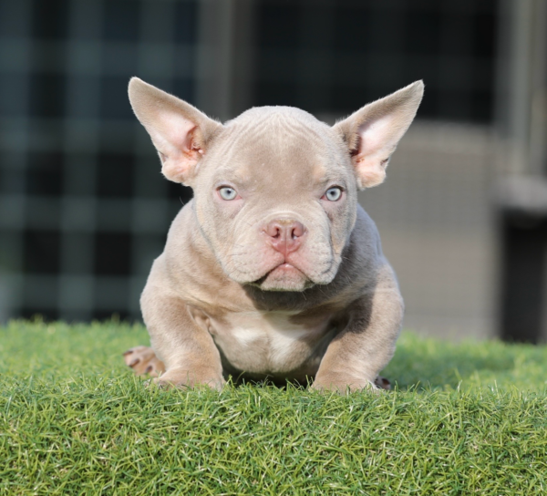 lilac tan tri American Bully