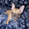Heidi - Our captivating fawn French Bulldog