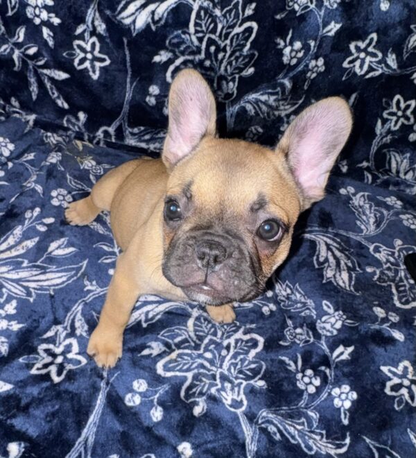 Heidi - Our captivating fawn French Bulldog