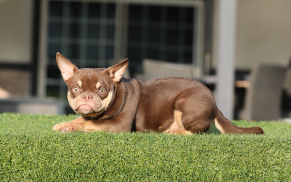 Chocolate Tri American Bully