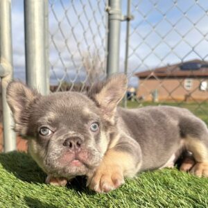 ROCKY is our handsome LILAC and TAN fluffy boy