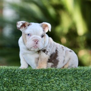 MAUI is our one of a kind Chocolate Merle Tri English Bulldog female.
