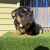 Say Hi to Kingston, our handsome Black Tan Tri English Bulldog with a thick, compact build and an incredible personality.