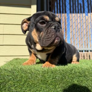 Say Hi to Kingston, our handsome Black Tan Tri English Bulldog with a thick, compact build and an incredible personality.