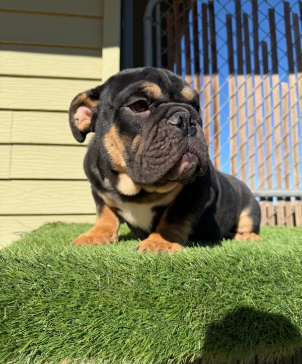 Say Hi to Kingston, our handsome Black Tan Tri English Bulldog with a thick, compact build and an incredible personality.