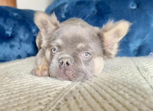 SONIC, the adorable LILAC and TAN fluffy boy