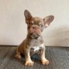 Adorable Isabella male Frenchie