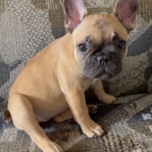 Introducing HEIDI, a captivating fawn French Bulldog