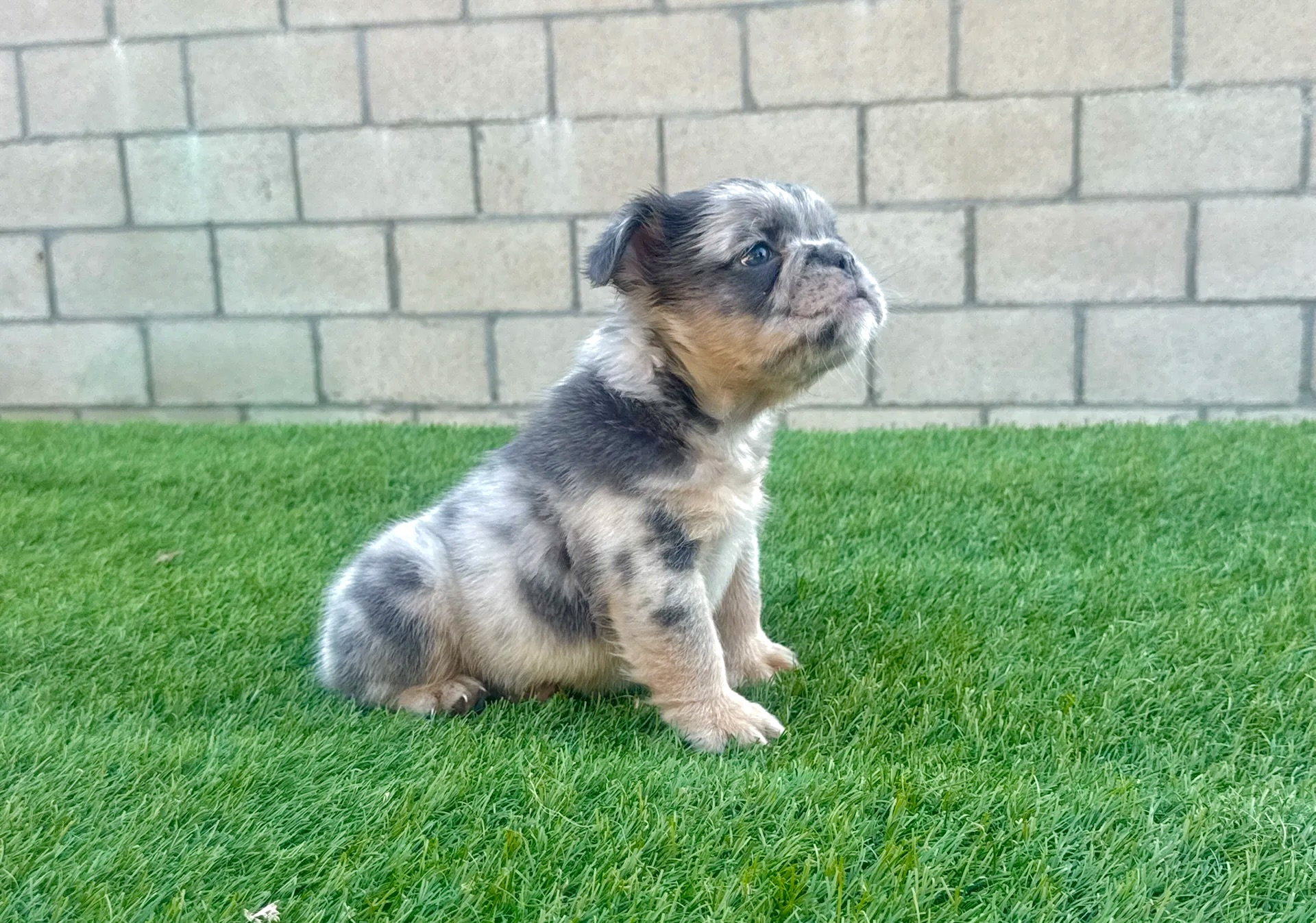 PRINCE
