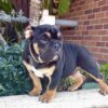 LIL UZI is our amazing Black Tan Tri English Bulldog male