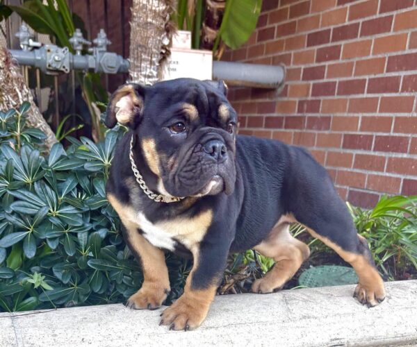 LIL UZI is our amazing Black Tan Tri English Bulldog male