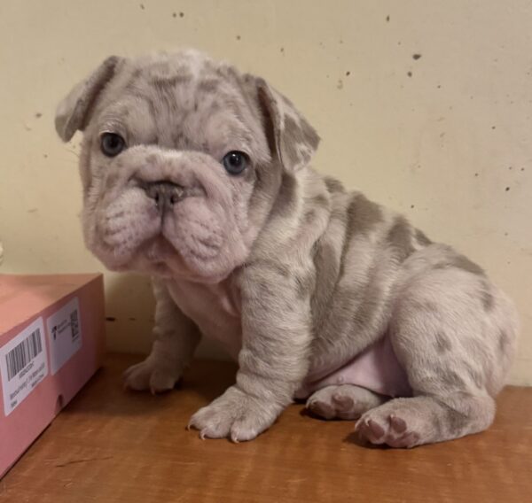 Introducing PINK, a captivating VELVET BIG ROPE Merle French Bulldog