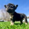 Mesmerizing BLACK TAN TRI male French Bulldog with the funniest, cutest face and loving eyes.