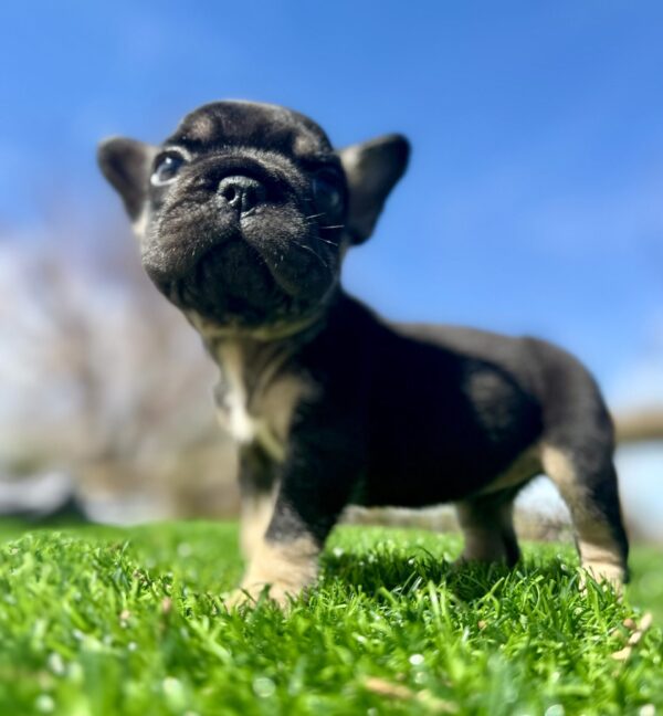 Mesmerizing BLACK TAN TRI male French Bulldog with the funniest, cutest face and loving eyes.