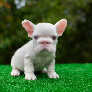 ASAP is our handsome PINK Big Rope male
