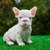 ASAP is our handsome PINK Big Rope male