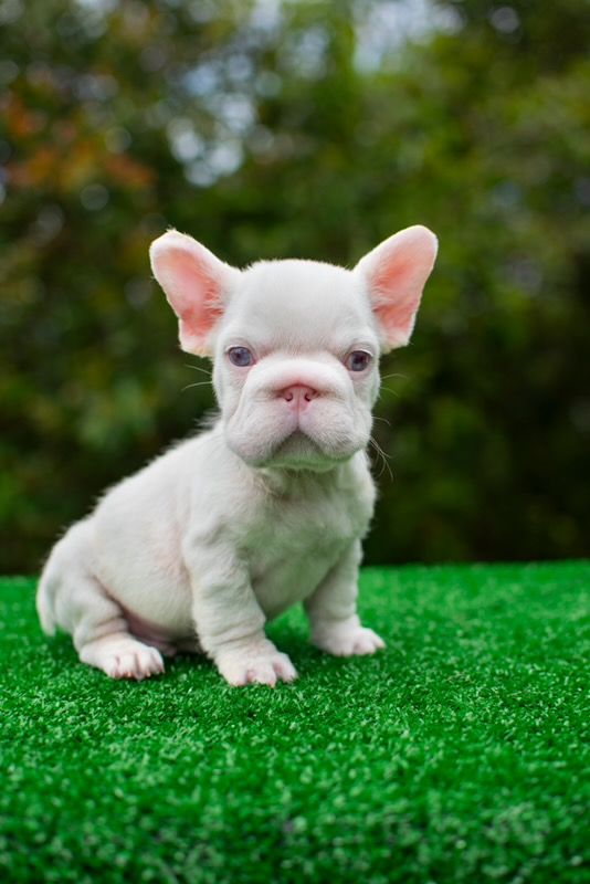 ASAP is our handsome PINK Big Rope male