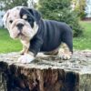 Introducing PHANTOM, our Unique TWO-FACED Phantom Style English Bulldog
