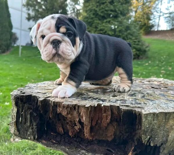 Introducing PHANTOM, our Unique TWO-FACED Phantom Style English Bulldog male with a STRUCTURE that's OUT OF THIS WORLD!