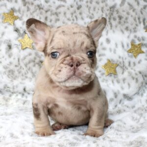 Our Handsome Rojo Isabella Merle male