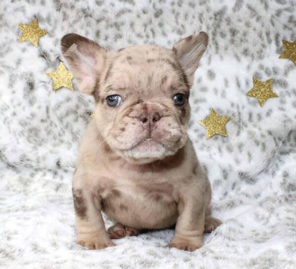 Our Handsome Rojo Isabella Merle male