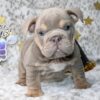 Lilac Tri Female English Bulldog