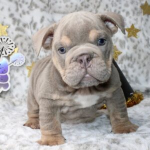 Lilac Tri Female English Bulldog